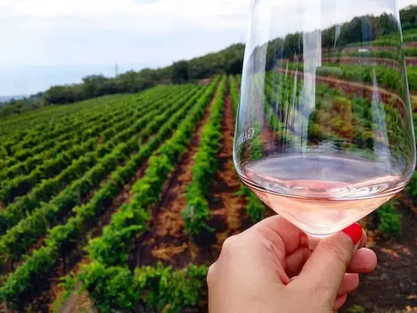 1086_Degustazione-di-Vini_xM